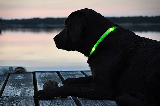 Glowdoggie LED Dog Collars/Ошейник