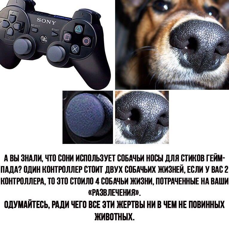 PlayStation / И собачьи носы!